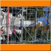 dscn0038 scaffold.jpg